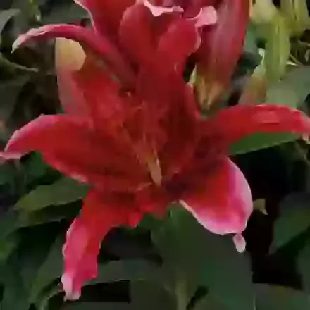 Red Flash